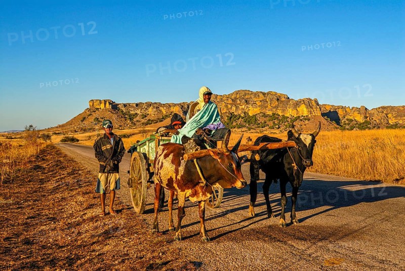 Ox cart