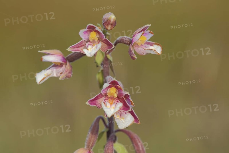 Marsh helleborine