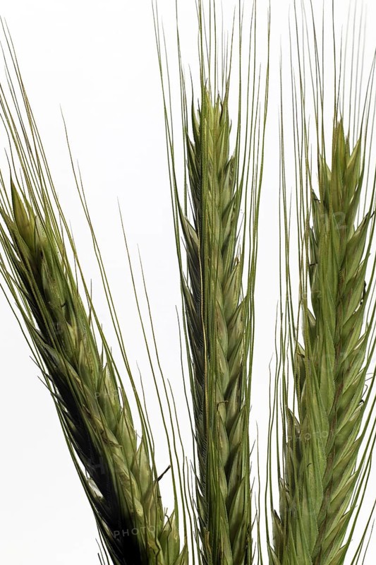Rye