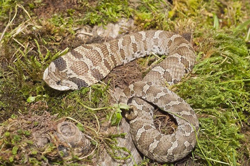 Eastern hognose snake