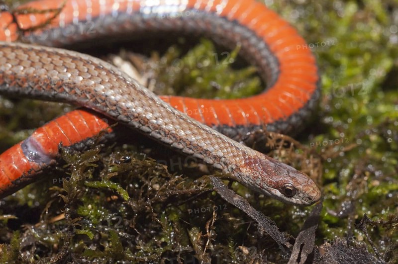Northern red-bellied snake