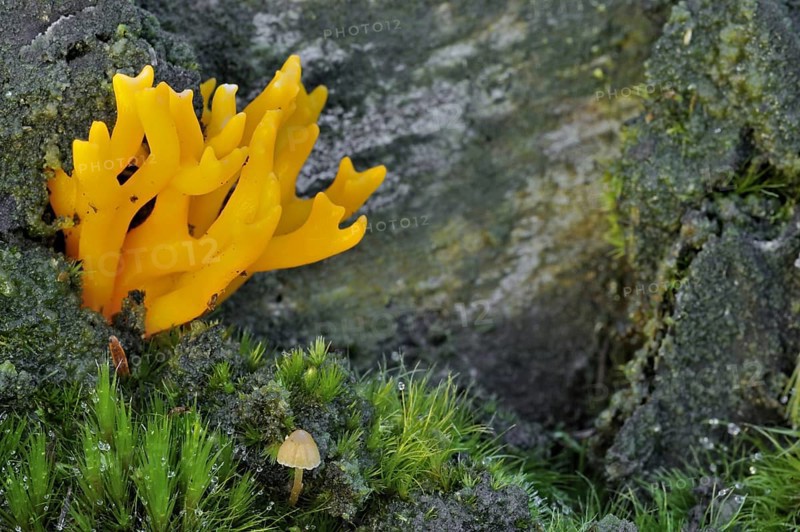 Yellow stagshorn