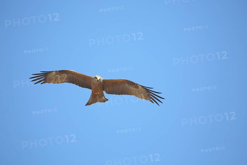 Red Kite