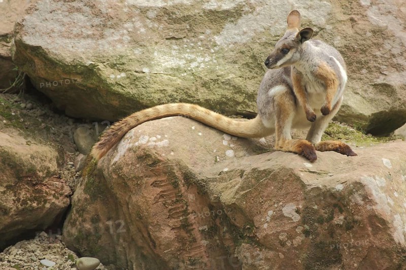 Yellow-footed rock-wallaby