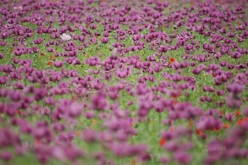 Purple flower meadow with opium poppy