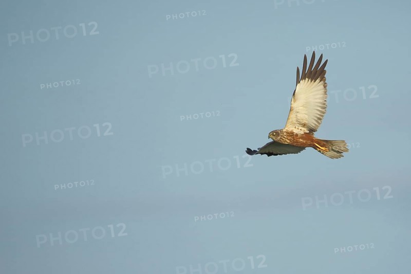 Male western marsh-harrier