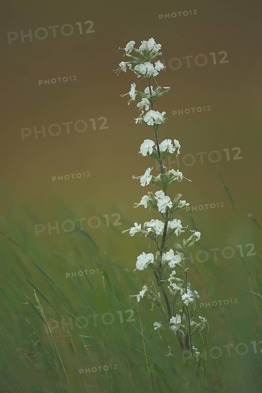 Sticky campion