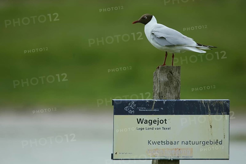 Black-headed gull