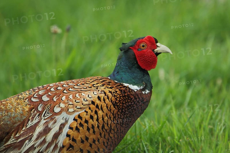 Pheasant