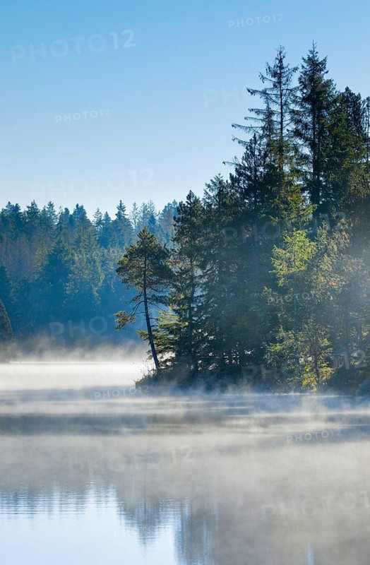 Pines and spruces line the shore of the mirror-smooth Etang de la Gruere moorland lake covered in mist in the canton of Jura