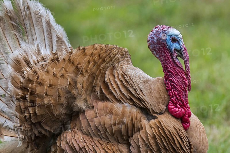 Rouge des Ardennes