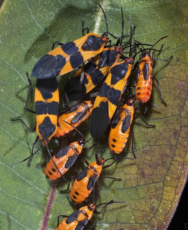 Mature & Immature Milkweed Bugs