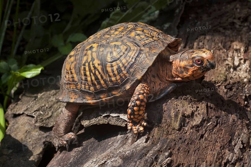 The Eastern Box Turtle