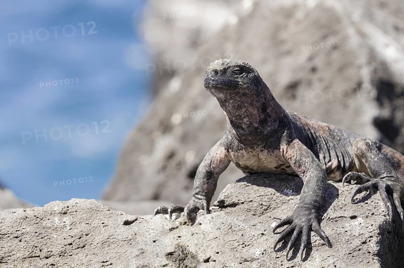 Marine iguana