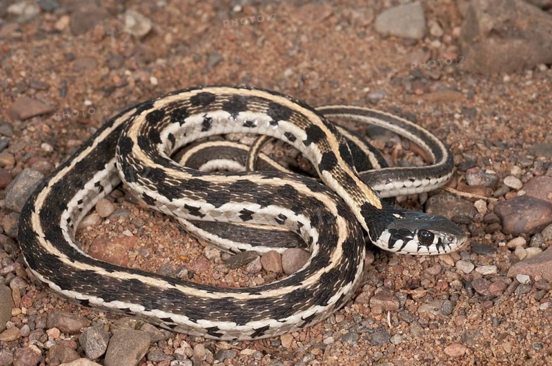 Black-necked garter snake