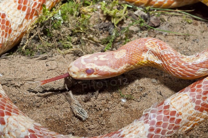 Female corn snake