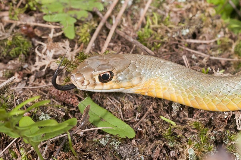 Western yellow-bellied racer