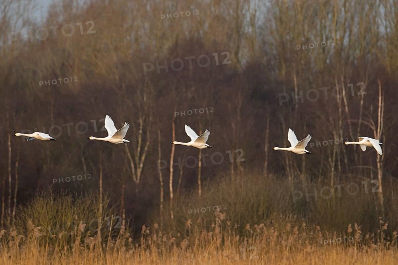 Migrating flock of tundra swans