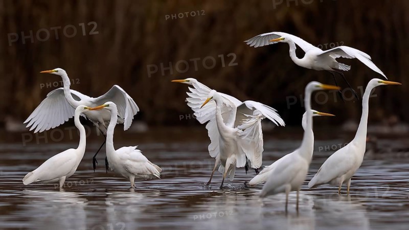 Great egret
