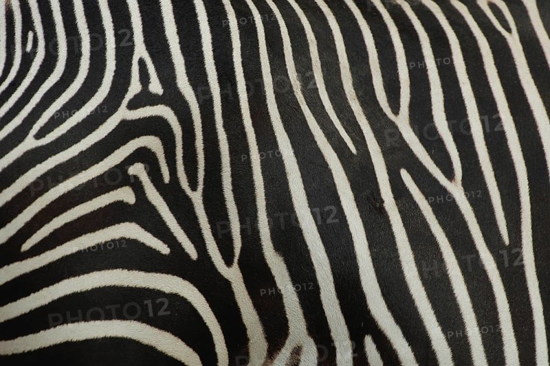 Grevy's zebra