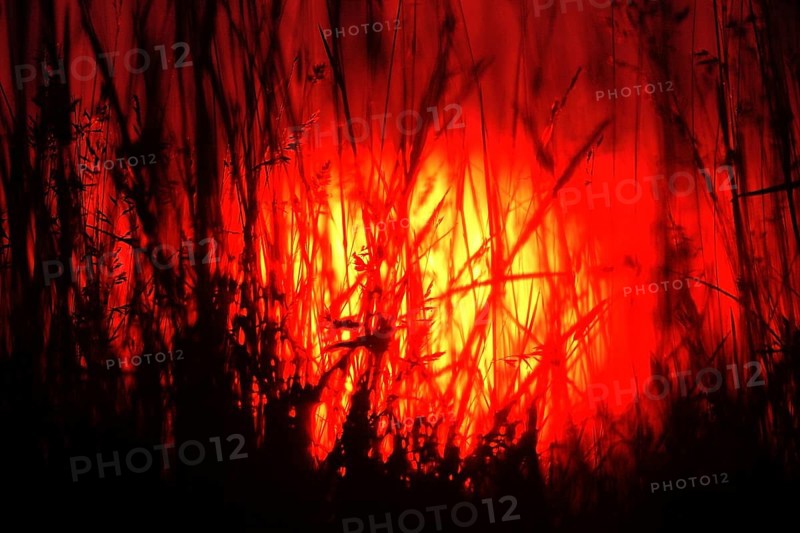 Silhouette of blades of grass during sunrise