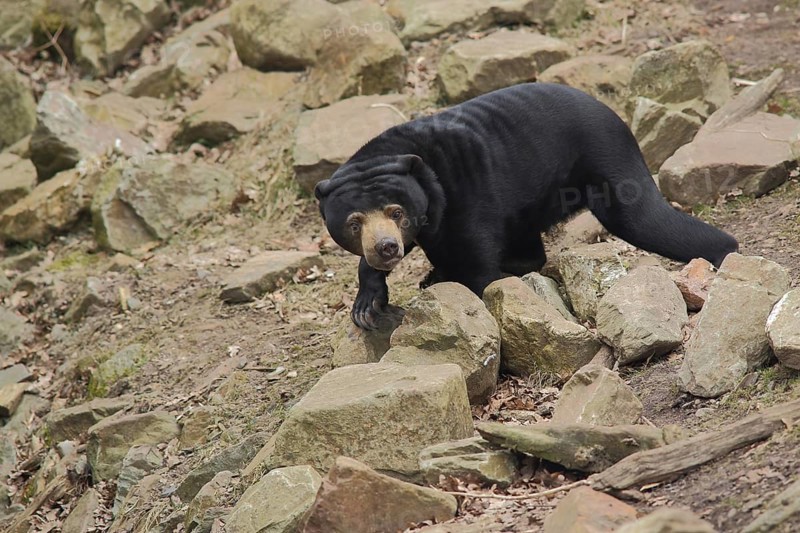 Sun bear