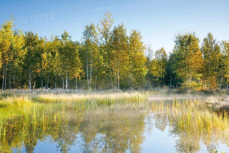 The first rays of sunlight bathe the birch forest and grasses in a warm light