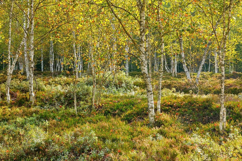 Birch forest and blueberry bushes in the backlight