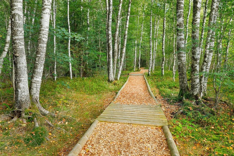 Forest path in the birch forest near Les Ponts-de-Martel in the canton of Neuchatel