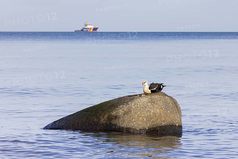 King eider
