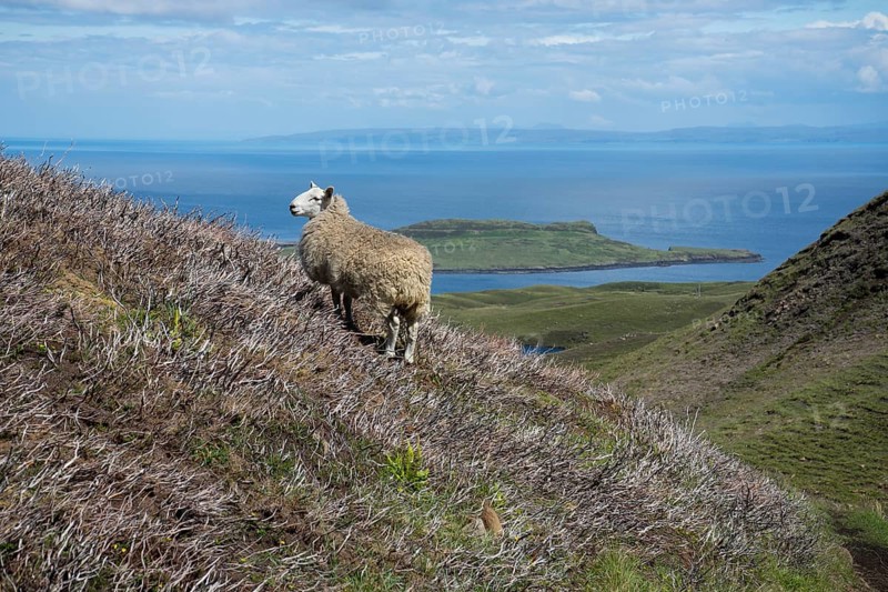Sheep in bizarre rock world of Quiraing