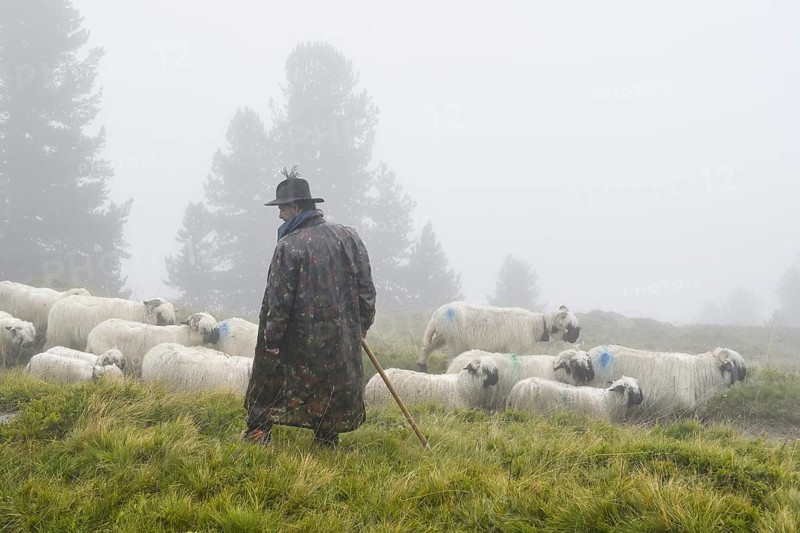 A shepherd with a flock of Valais black-nosed domestic sheep
