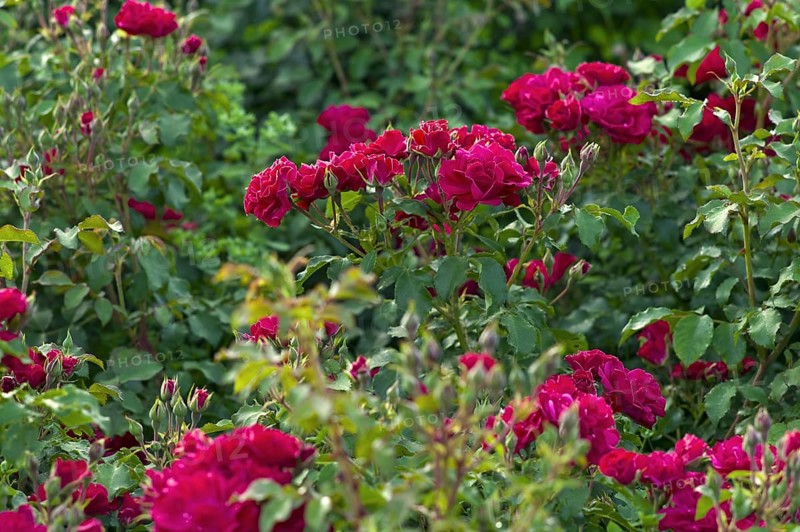 Bedding rose Rotilia