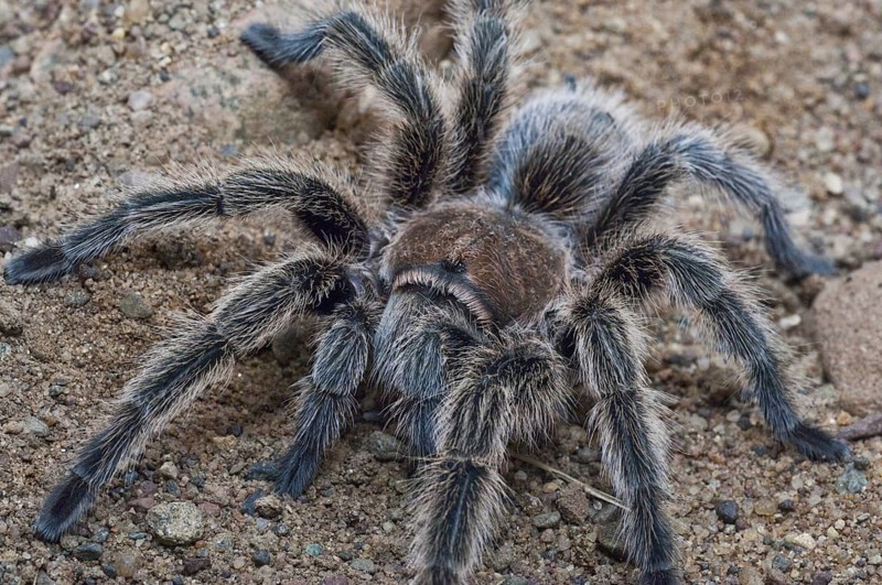 Rose-haired tarantula