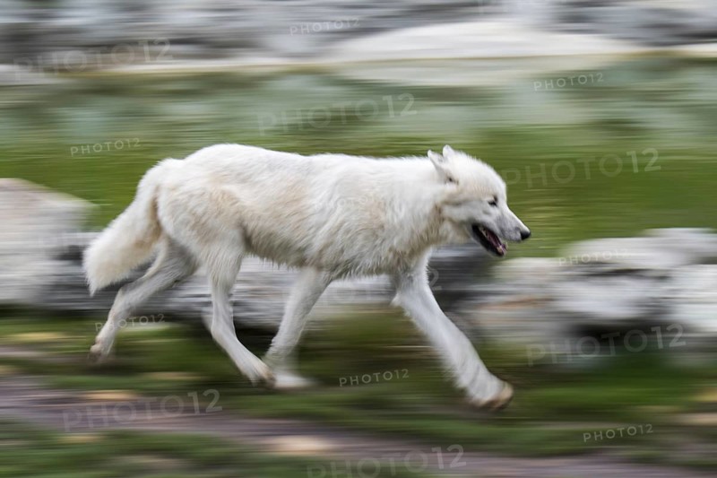 Lone Canadian Arctic wolf