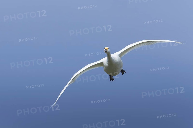 Tundra swan