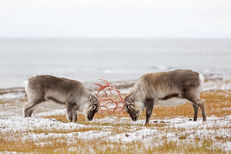 Two Svalbard reindeer