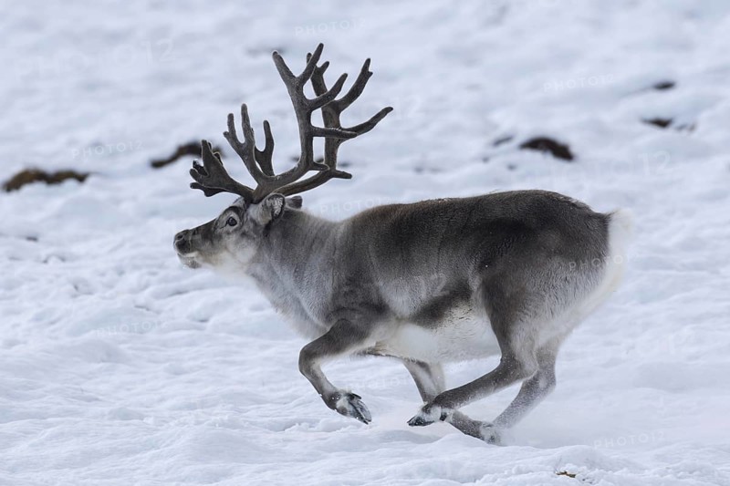 Svalbard reindeer