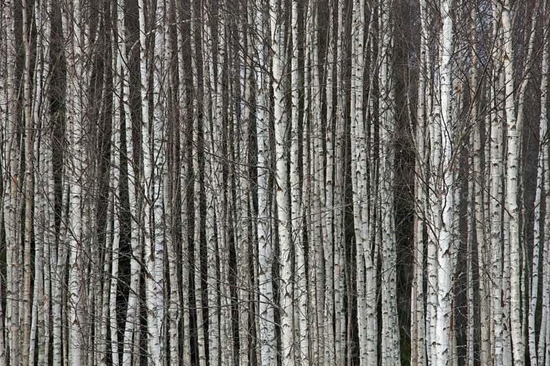 Tree trunks of Silver birch