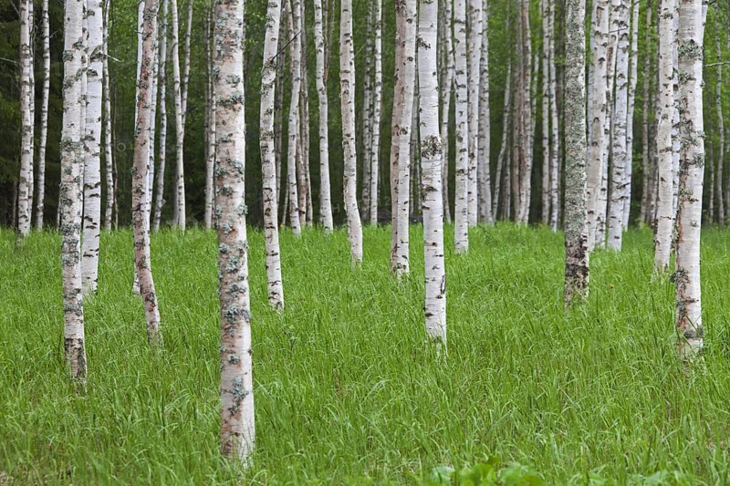 Silver birch