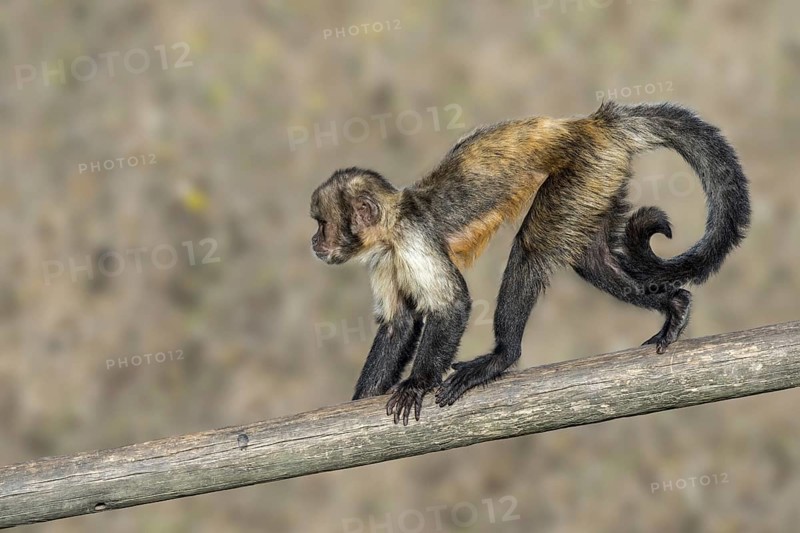 Golden-bellied capuchin