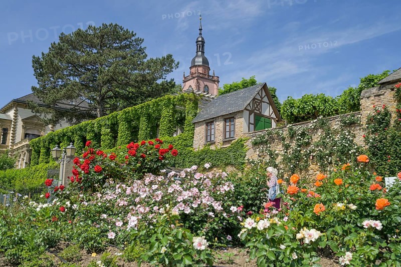 Rose garden