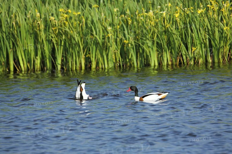 Common shelduck