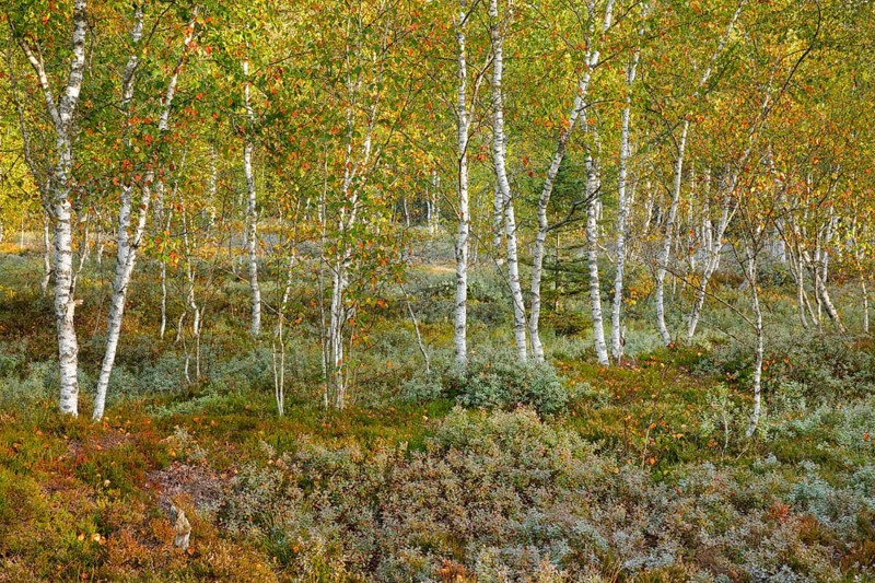 Birch forest and blueberry bushes in the high moor near Les Ponts-de-Martel