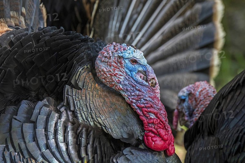 Two wild turkeys