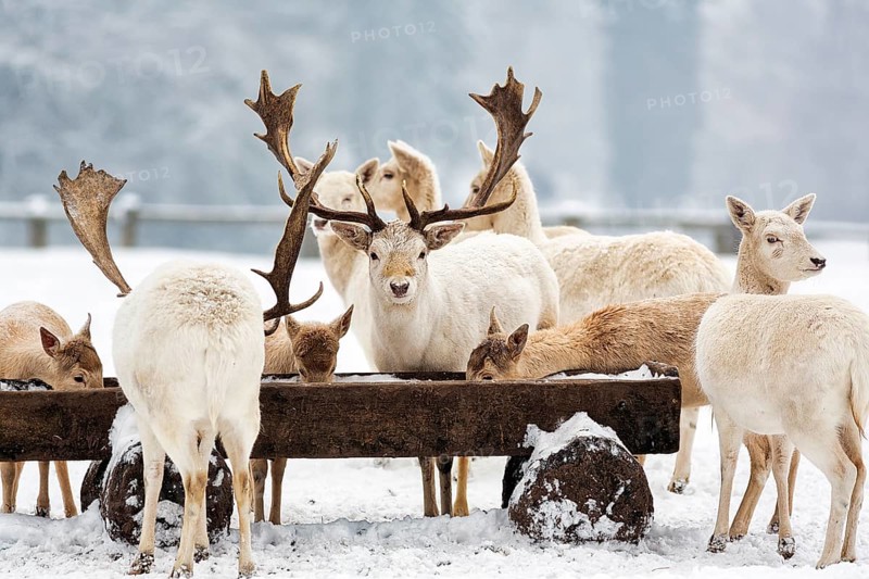 White fallow deer