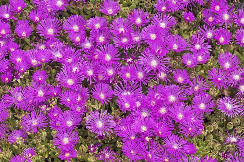 Flowering Succlent