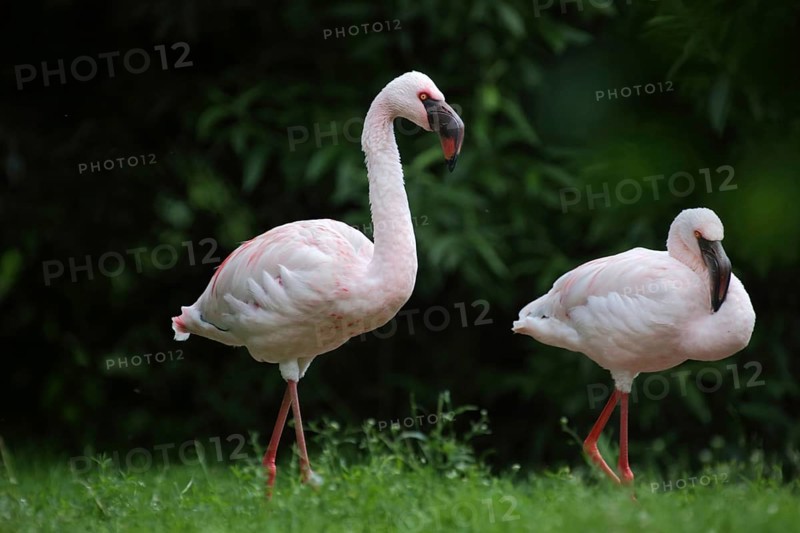 Two Lesser Flamingo