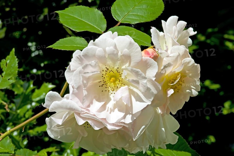 Moschata hybrids Rose Penelope