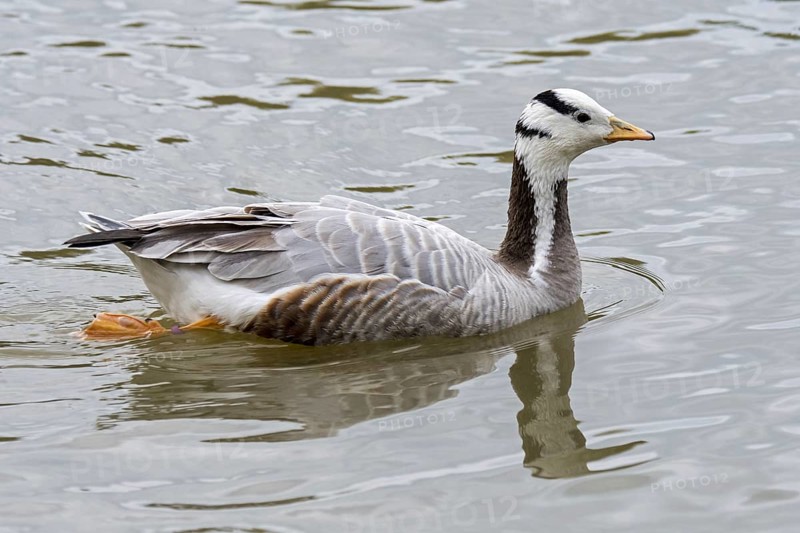 Bar-headed goose